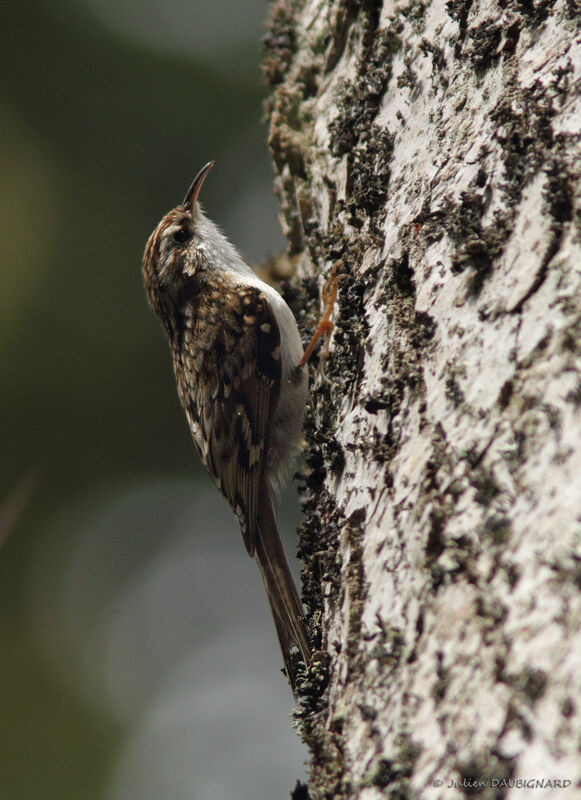 Eurasian Treecreeper, identification