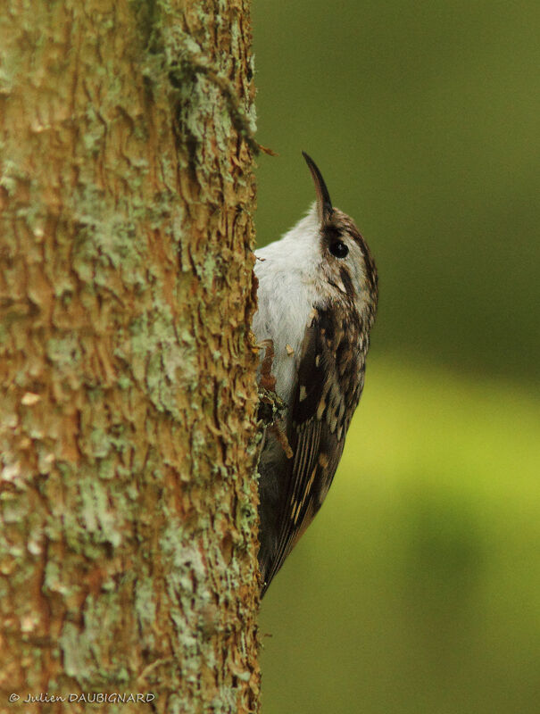 Eurasian Treecreeper, identification