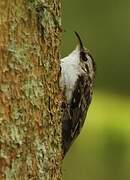 Eurasian Treecreeper