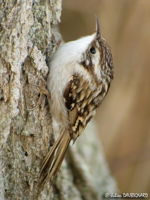 Short-toed Treecreeper