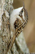 Short-toed Treecreeper