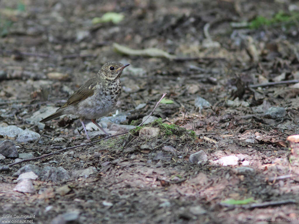 Grey-cheeked ThrushFirst year, identification