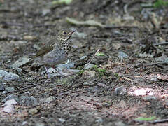 Grey-cheeked Thrush