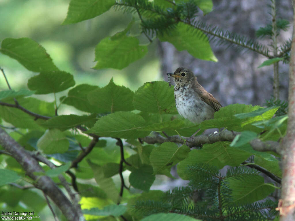 Grive à joues grisesadulte, habitat, régime, Nidification