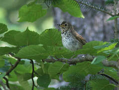 Grey-cheeked Thrush