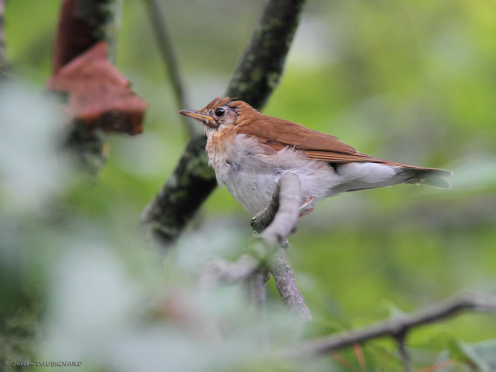 Veeryadult, identification