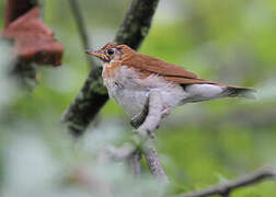 Veery