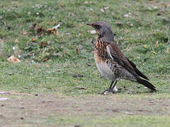 Fieldfare