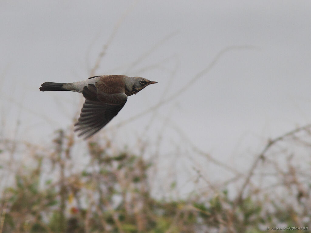 Fieldfareadult, Flight