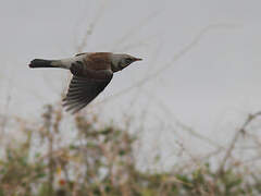 Fieldfare