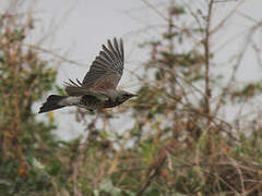 Fieldfare