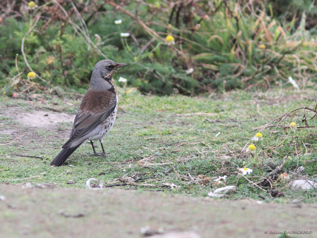 Fieldfareadult, identification