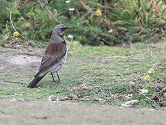 Fieldfare