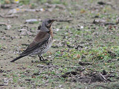 Fieldfare