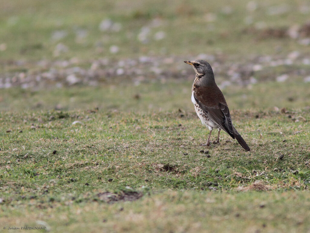 Fieldfare, identification