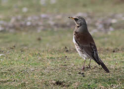 Fieldfare