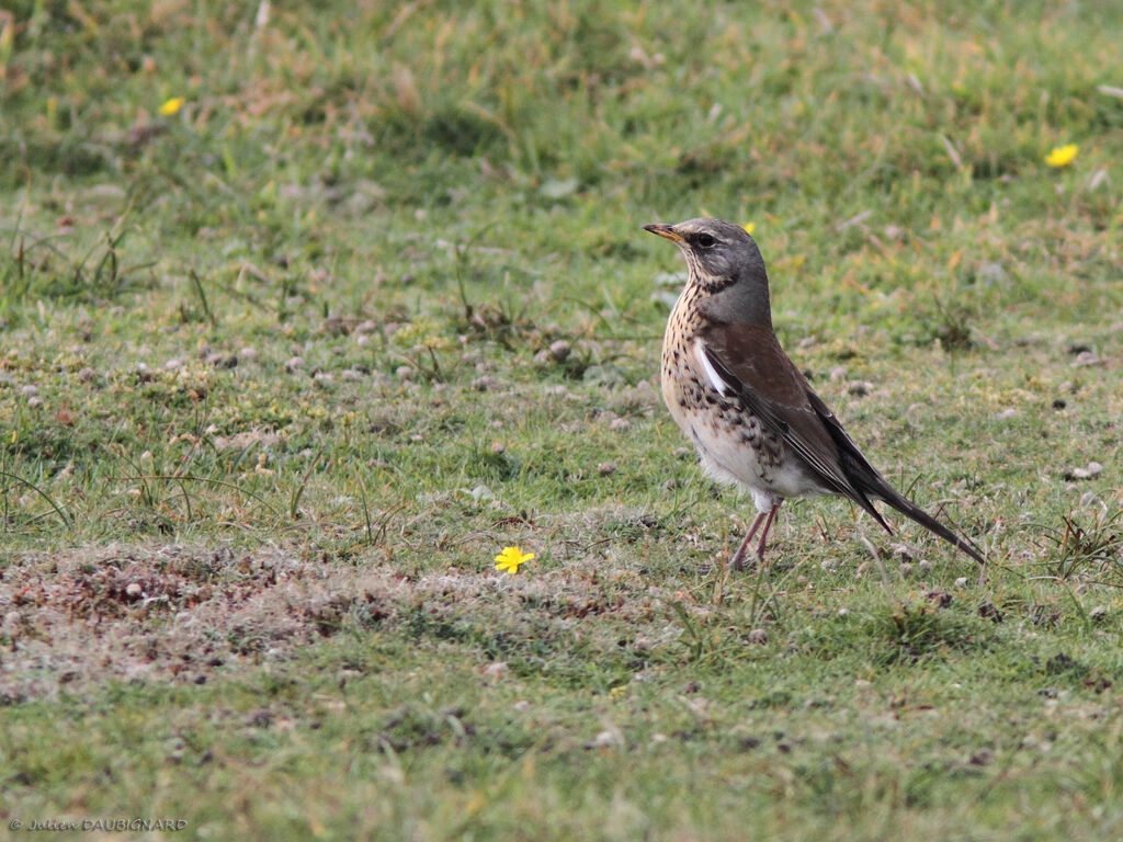 Fieldfare, identification