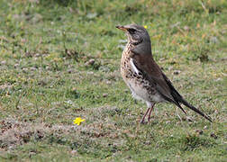 Fieldfare