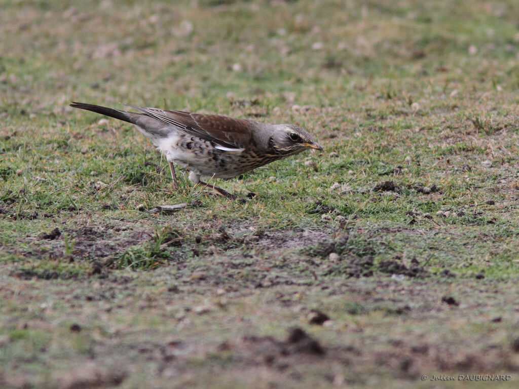 Grive litorne, identification