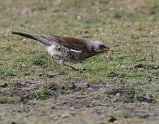 Fieldfare