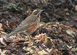 Redwing