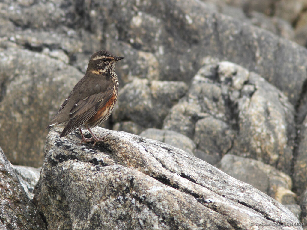 Grive mauvis, identification