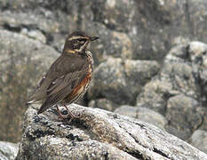 Redwing