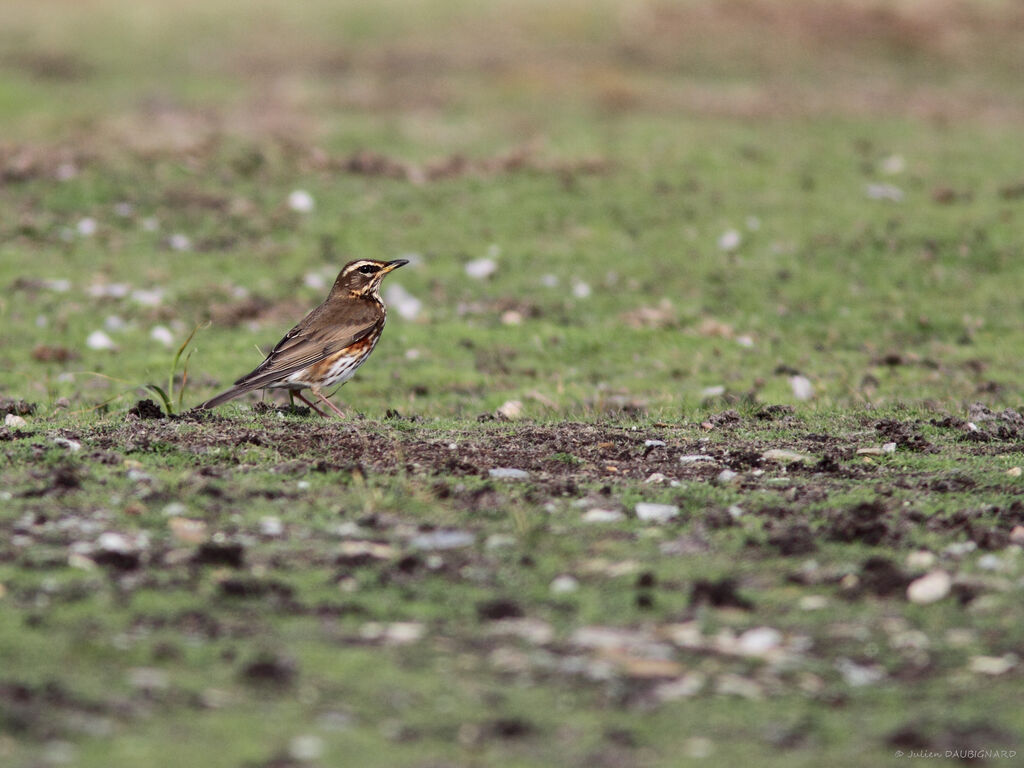 Redwing, identification