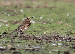 Redwing