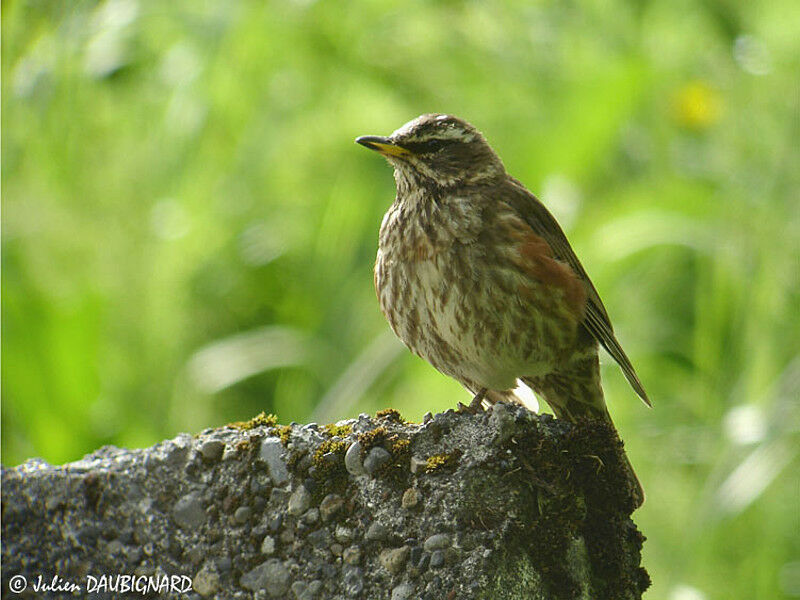 Redwing