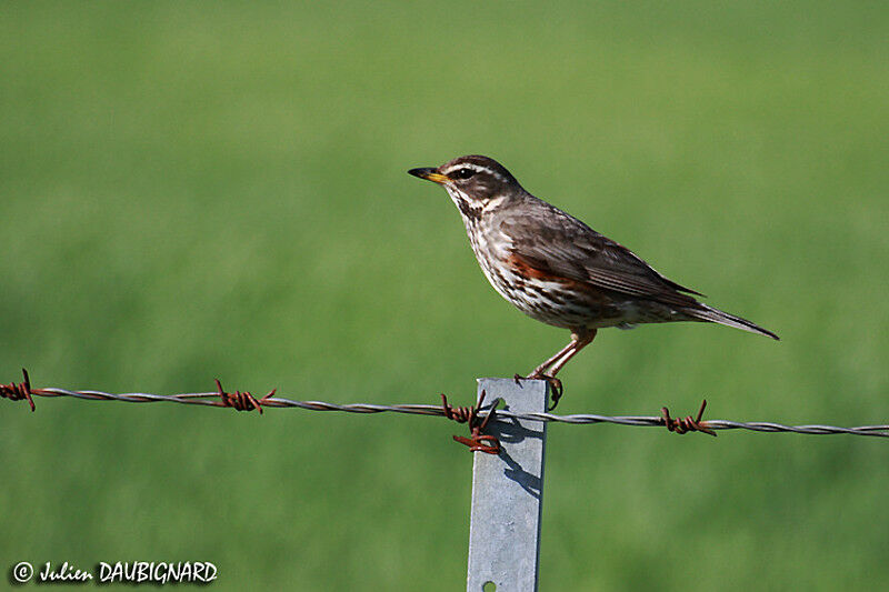 Redwing