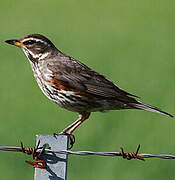 Redwing