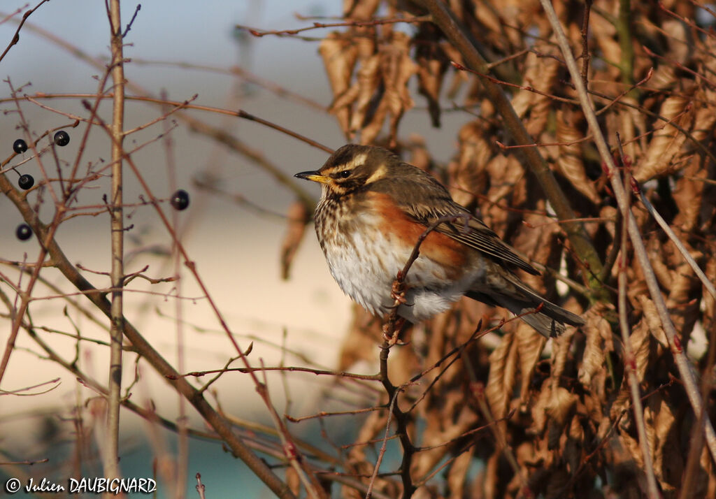 Redwing, identification