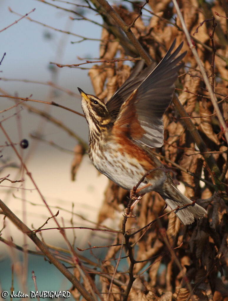 Redwing, identification