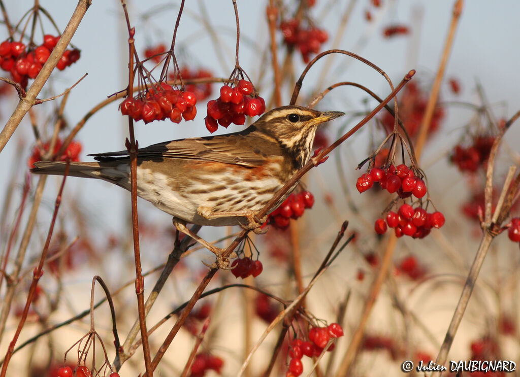 Redwing, identification