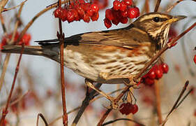 Redwing