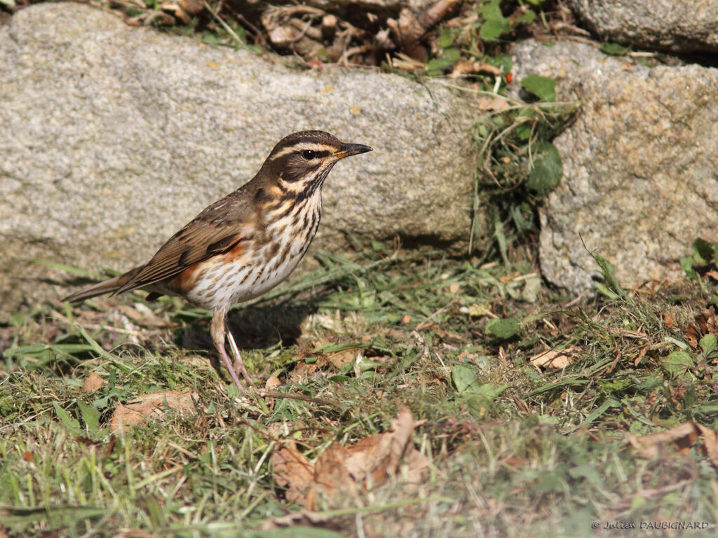 Grive mauvis, identification