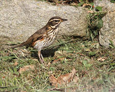 Redwing