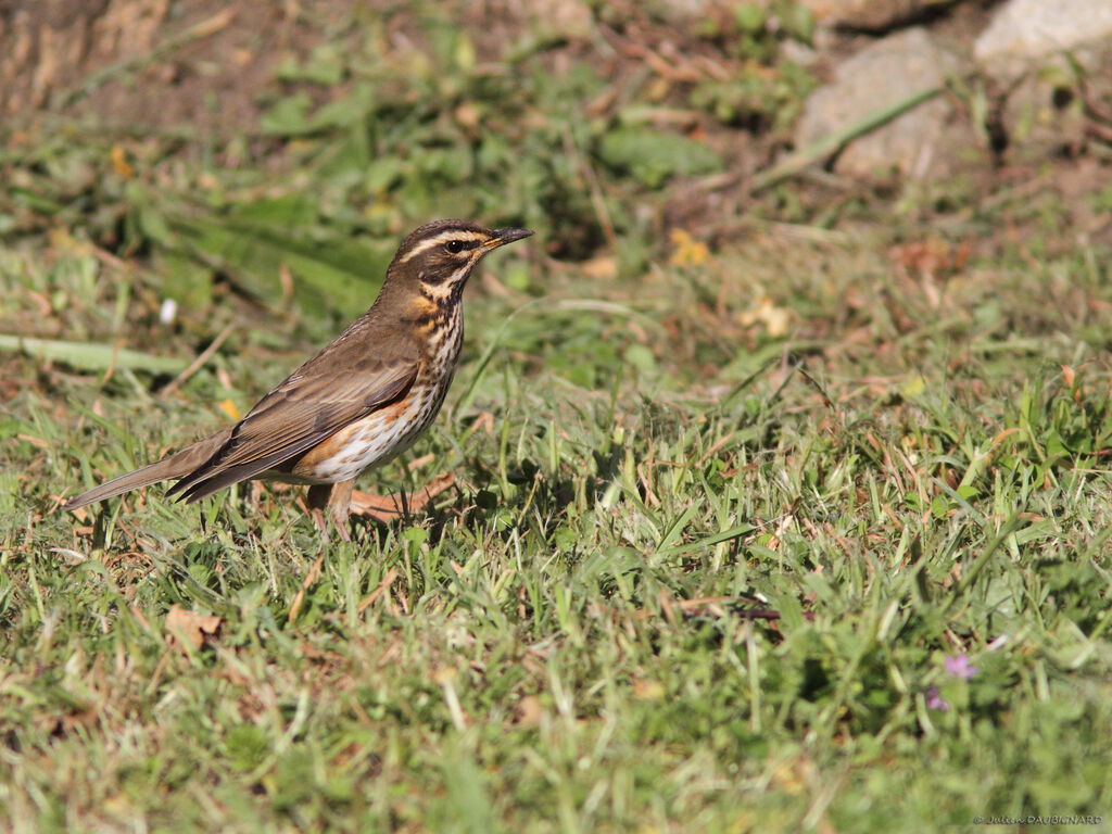 Grive mauvis, identification