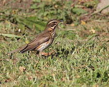 Redwing