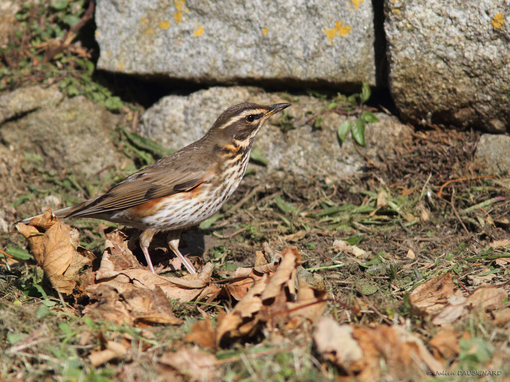 Redwing, identification