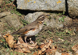 Redwing