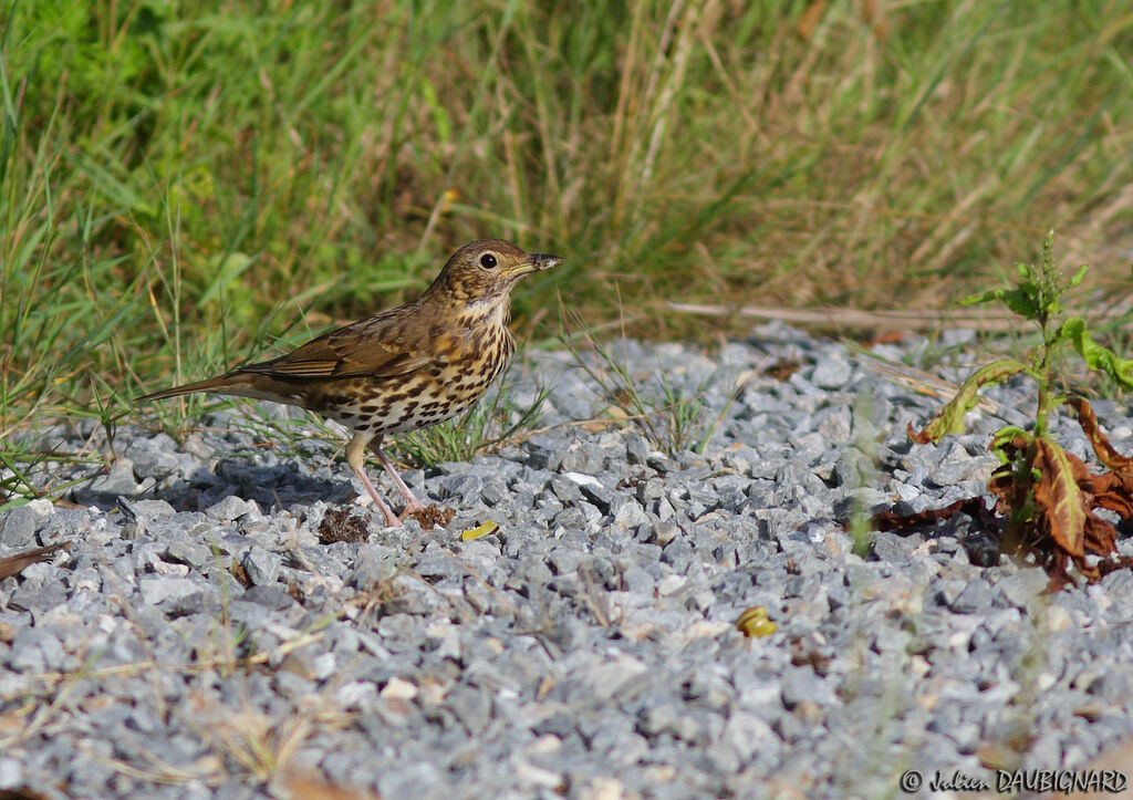 Song Thrush, identification