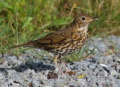 Song Thrush