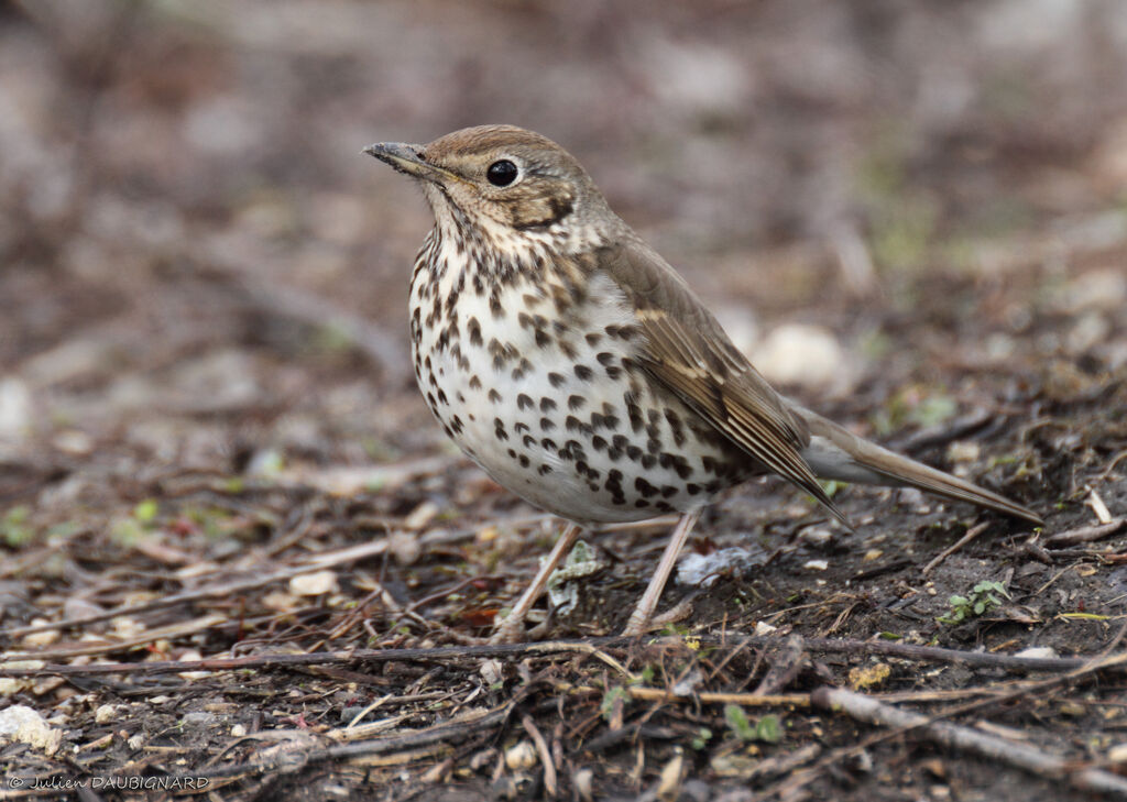 Song Thrush, identification