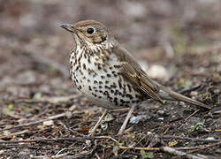 Song Thrush