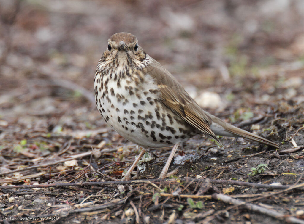 Song Thrush, identification