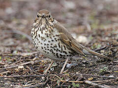 Song Thrush