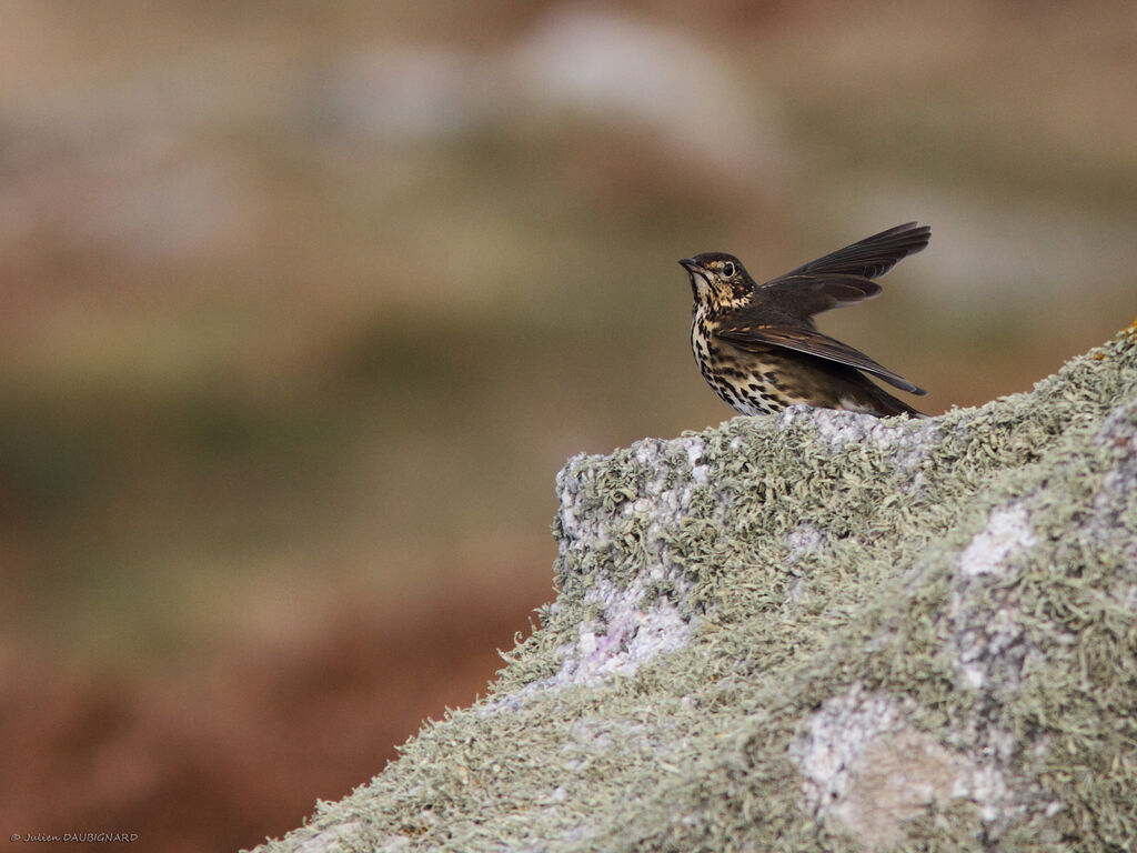 Song Thrush, identification