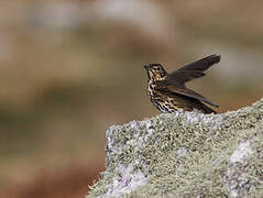 Song Thrush